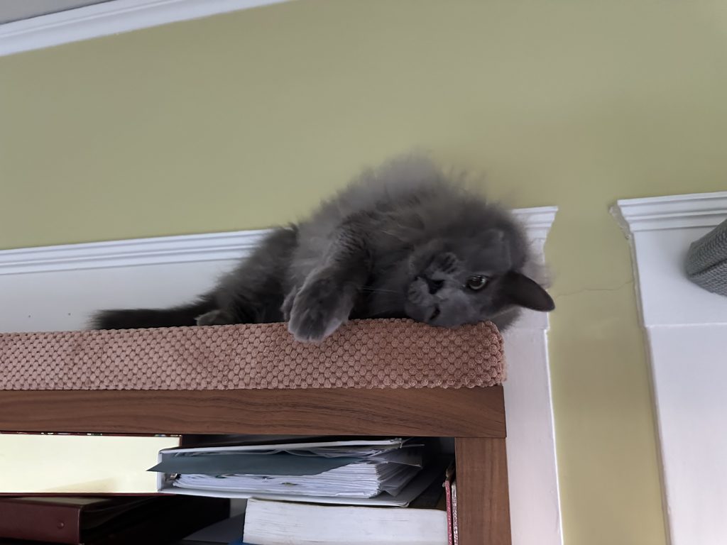 Image #1 from Cat Lady
